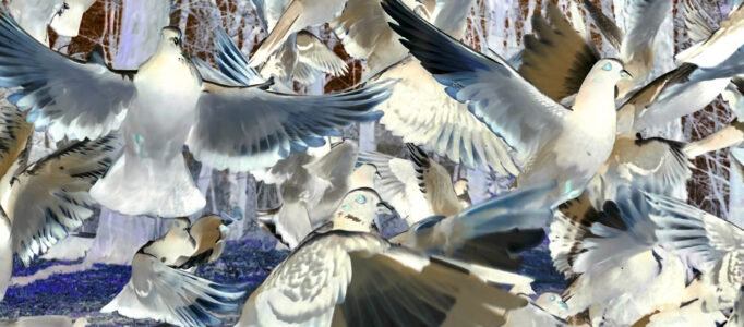 Doves flying up in the park on a sunny day close up.